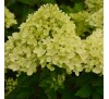 Гортензия Литтл Лайм  (Little Lime) С 2, 1 год